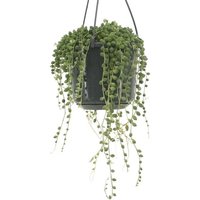 HANGING SENECIO ROWLEYANUS (STRING OF PEARLS)