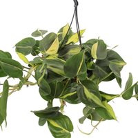 PHILODENDRON BRASIL HANGING PLANT