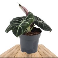 ALOCASIA BLACK VELVET 25CM (ALOCASIA REGINULA)