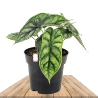 ALOCASIA DRAGON SCALE 25CM (ALOCASIA BAGINDA)