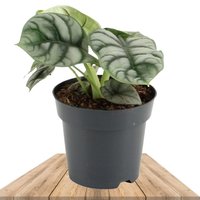 ALOCASIA SILVER DRAGON 50CM (ALOCASIA BAGINDA)