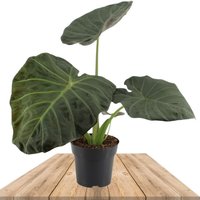 ALOCASIA REGAL SHIELDS 90CM (ODORAxREGINULA)