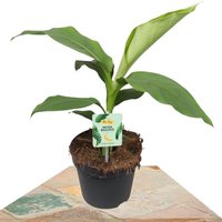 PLATANERA JAPONESA 45CM (MUSA BASJOO)