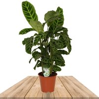 CALATHEA ZEBRINA 70CM (PLANTA DE PAVO REAL)