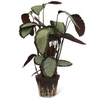 CALATHEA PICTUS 75CM (PICTURATA ARGENTEA)
