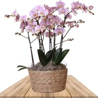 ORQUÍDEAS ROSAS EN CESTA DE CAÑA Ø30CM