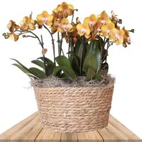 ORQUÍDEAS NARANJAS EN CESTA DE CAÑA Ø30CM