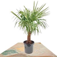 TRACHYCARPUS FORTUNEII PALM TREE 95CM