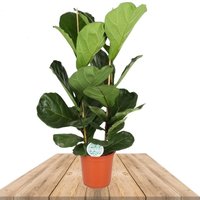 CAUCHO FIBROSO XL (FICUS LYRATA 120CM)