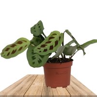 MARANTA LEUCONEURA KERCHOVEANA