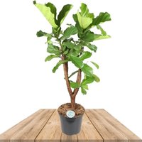 ÁRBOL CAUCHO FIBROSO XXL (FICUS LYRATA)