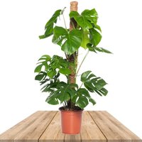 COSTILLA DE ADÁN CON TUTOR 150CM (MONSTERA DELICIOSA)