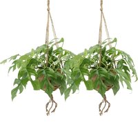 DUO MONSTERA MINIMA KOKEDAMA EN MACETAS ECOCOCO