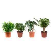 SET DE 4 PLANTAS DE INTERIOR (FICUS BENJAMINA, COFFEA ARABICA, ALOCASIA & FICUS GREEN KINKY)