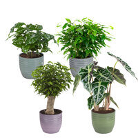 SET DE 4 PLANTAS CON MACETEROS (FICUS BENJAMINA, COFFEA ARABICA, ALOCASIA & FICUS GREEN KINKY)