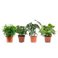 PACK DE 4 PLANTAS DE INTERIOR (FICUS BENJAMINA, COFFEA ARABICA, ALOCASIA Y SYNGONIUM)