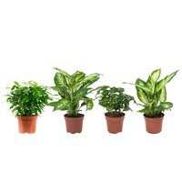 PACK OF 4 HOUSEPLANTS (FICUS BENJAMINA, COFFEA ARABICA & 2 DIEFFENBACHIA)