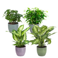COMBISET OF 4 PLANTS WITH CERAMIC POTS (FICUS, 2 DIEFFENBACHIA Y COFFEA ARABICA)