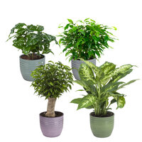 COMBIBOX OF 4 HOUSE PLANTS WITH POTS (2 FICUS, DIEFFENBACHIA Y COFFEA ARABICA)