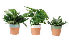 SET OF 3 HOUSEPLANTS IN CERAMIC POTS