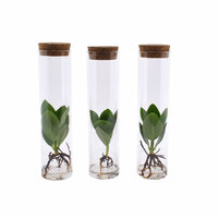 SET DE 3 CLUSIAS HIDROPÓNICAS EN CRISTALES