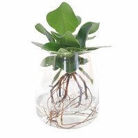 CLUSIA HIDROPÓNICA EN CRISTAL KINGSTON