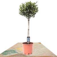 OLIVO COPA 90CM (OLEA EUROPAEA)