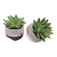 DUO ECHEVERIA IN DECO POTS