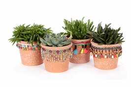 SET OF 4 CACTI IN CERAMIC POTS 'MEXICO'