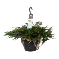 HUMATA TYERMANNII 30CM (RABBIT FOOT FERN)