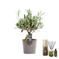 PACK REGALO OLIVO + AMBIENTADOR VARILLAS MIKADO