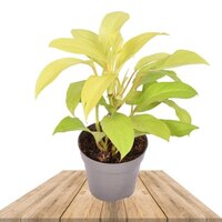 PHILODENDRON 'MALAY GOLD'