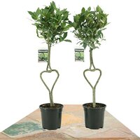 DUO LAUREL EN FORMA CORAZÓN (LAURUS NOBILIS)
