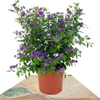 BLUE SOLANUM RANTONETTI 85CM (PARAGUAY NIGHTSHADE)