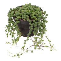 HANGING SENECIO ROWLEYANUS 20CM (STRING OF PEARLS)