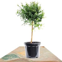 ÁRBOL CITRUS AUSTRALASICA (CAVIAR CÍTRICO)