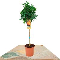 ÁRBOL NARANJO COPA 80-90CM (CITRUS SINENSIS)