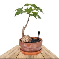 FIRMIANA COLORATA (DRAGON WINGS)