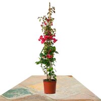 BUGANVILLA ROJA PIRAMIDAL 100CM (BOUGAINVILLEA)