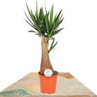 BIG YUCCA ELEPHANTIPES PLANT 130 CM (YUCA)