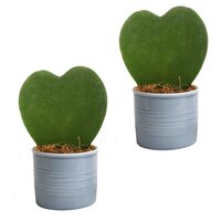 HOYA KERRII (HOYA HEARTS)