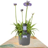 AGAPANTHUS AZUL 25CM (AGAPANTO)