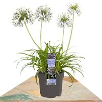 AGAPANTHUS ‘FIREWORKS’ 40CM (AGAPANTO)