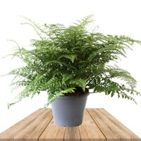 FERN - ASPLENIUM PARVATI 50CM