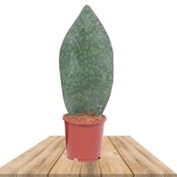 SANSEVIERIA 'VICTORIA' 45CM (MOTHER-IN-LAW'S TONG)