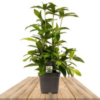 DRACAENA SURCULOSA 55CM