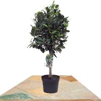 LAUREL EN COPA (LAURUS NOBILIS)