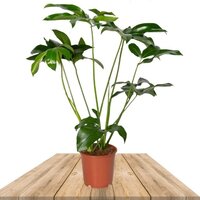 PHILODENDRON FUN BUN 80CM (FILODENDRO)