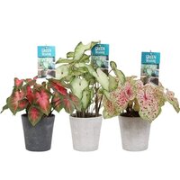 TRIO PACK OF CALADIUMS (HEARTS OF JESUS)