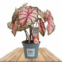 CALADIUM BOTTLE ROCKET 40CM (HEART OF JESUS)